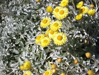 Yellow daisy-like flowers on silver foliage