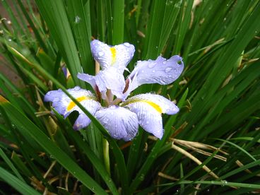 Iris Photo