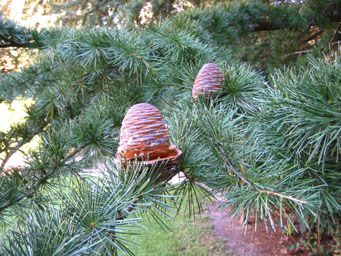 Cedar cones surrounded by cedar foliage