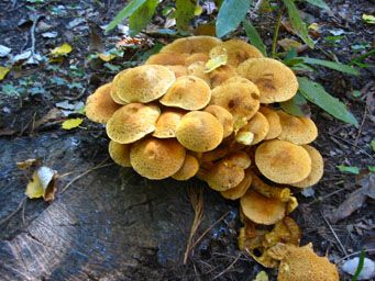 A cluster of yellow fungi growing from an old tree stump