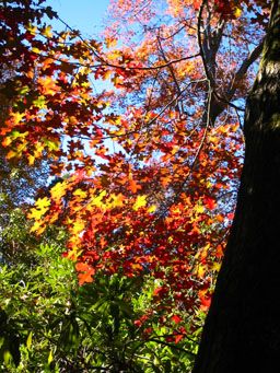 Sunlight filtering through red and gold oak leaves