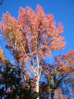 Looking up at a tree with redish-gold leaves, set against a blue sky