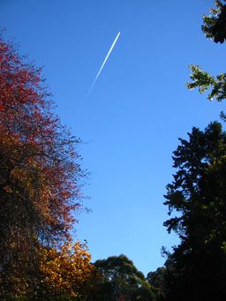 An aircraft and it's contrail on a blue sky, framed by trees