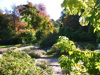 A view of garden paths and shrubs